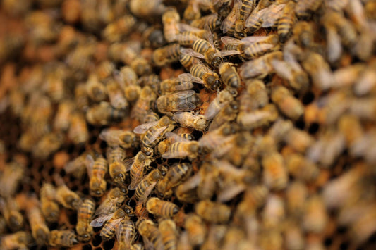 Invertebrate biodiversity continues to decline in cropland