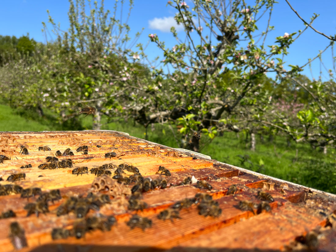 How can bees benefit our wellbeing during times of crises?