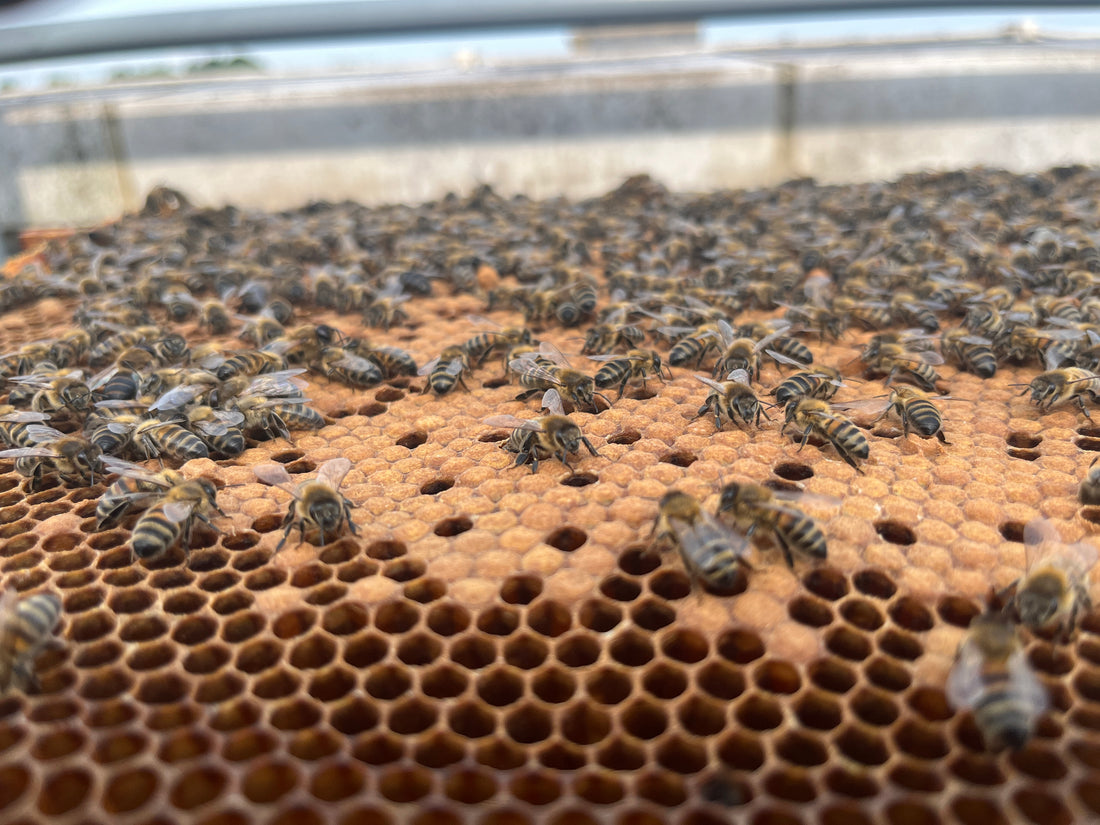 Honey bees, ESG, staff engagement