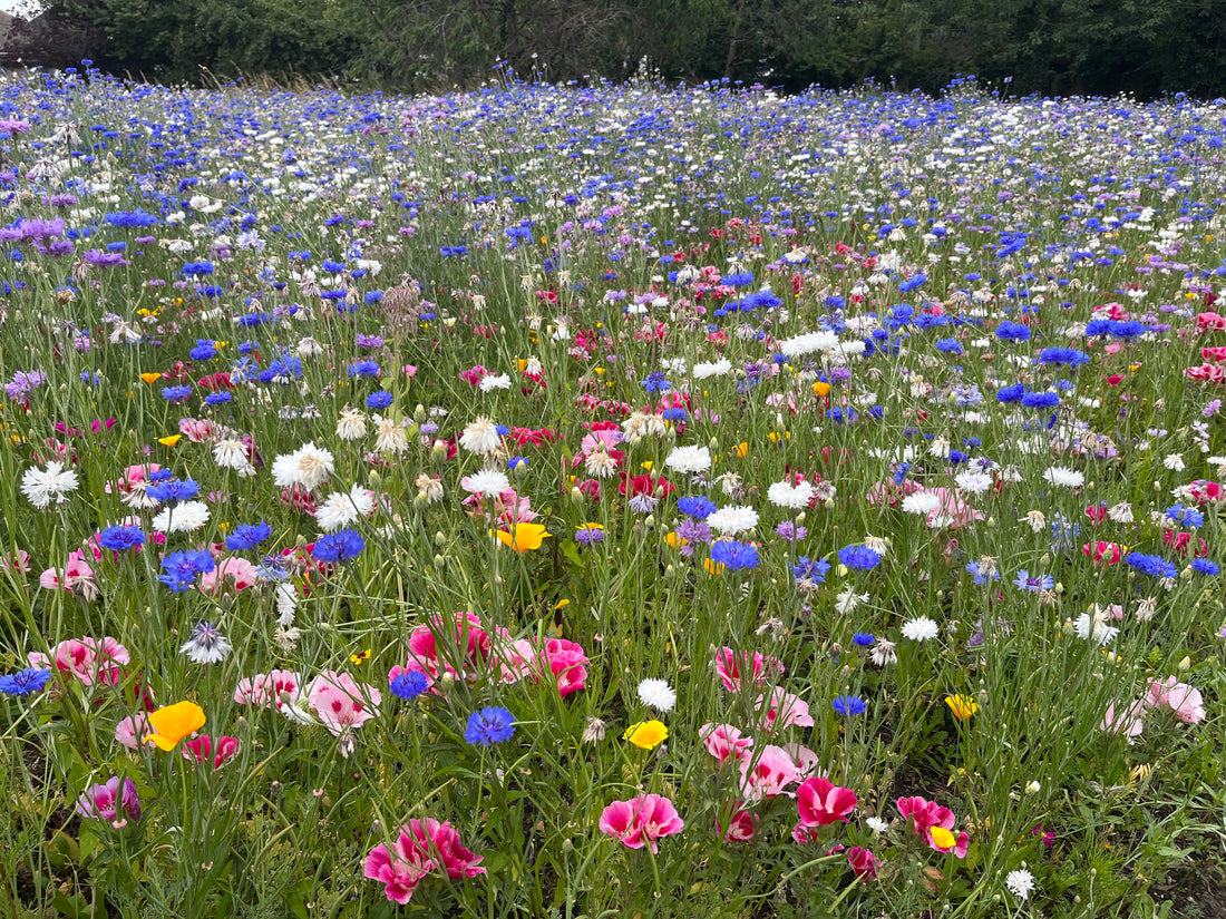 Interaction with insects accelerates plant evolution research finds.