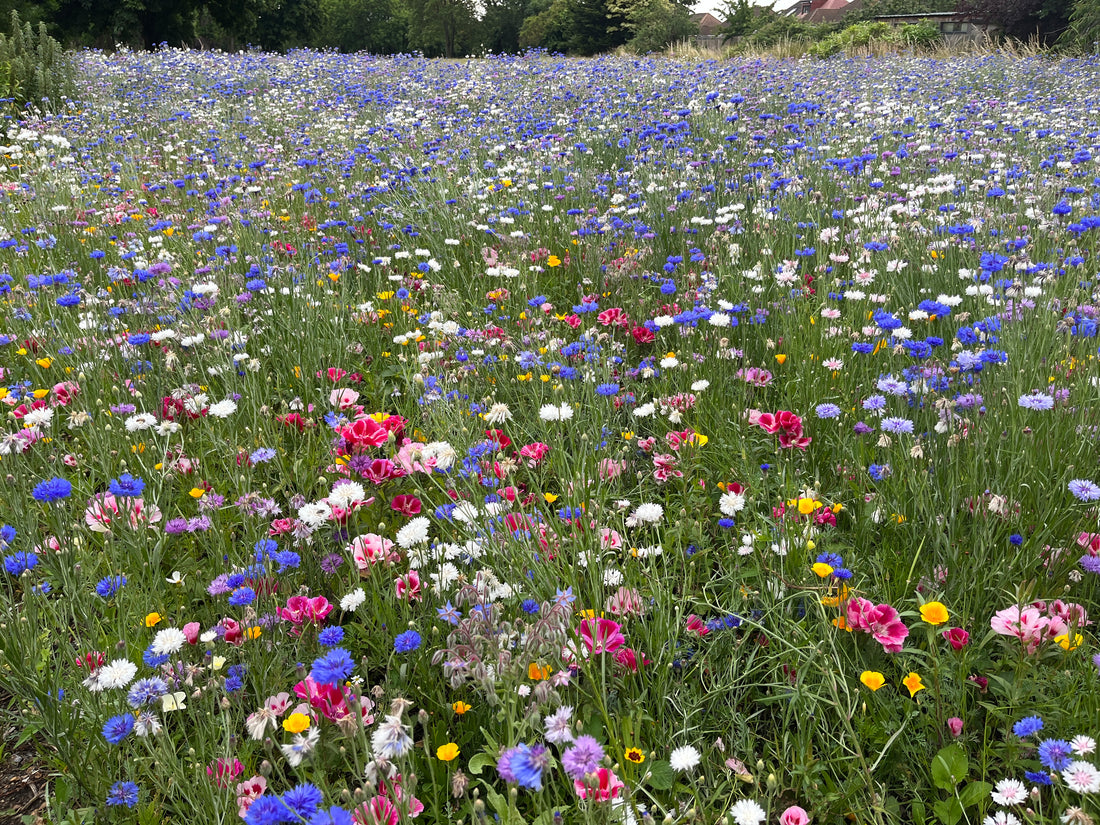 England Rugby pollinator efforts