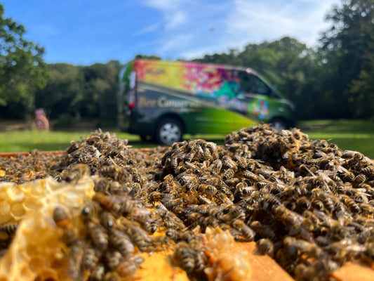 The Bees have finally emerged