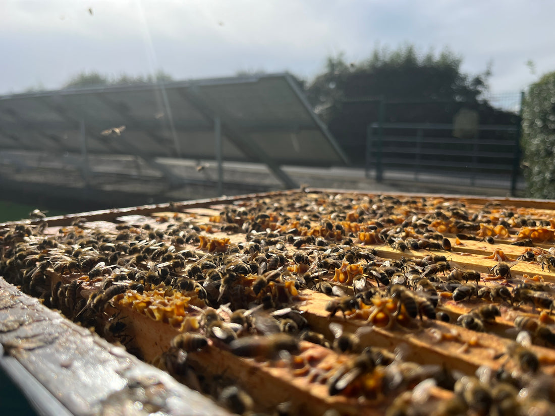 ESG, Bee Conservation, Sustainability