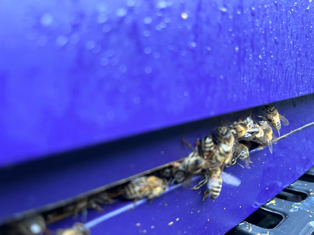 ESG, BGN, Beehives, Cripps