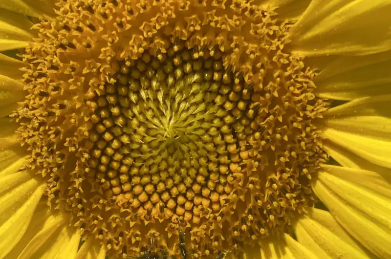 The plants bees need to maintain a healthy diet