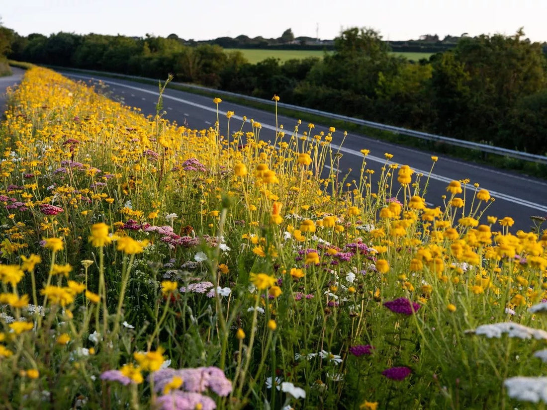 Flower-filled dikes on the side of the highway, bright yellow flowers at golden hour