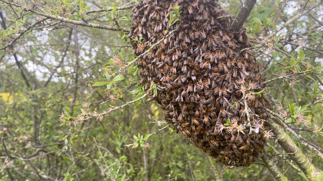 Bees are Much Smarter Than You Think.