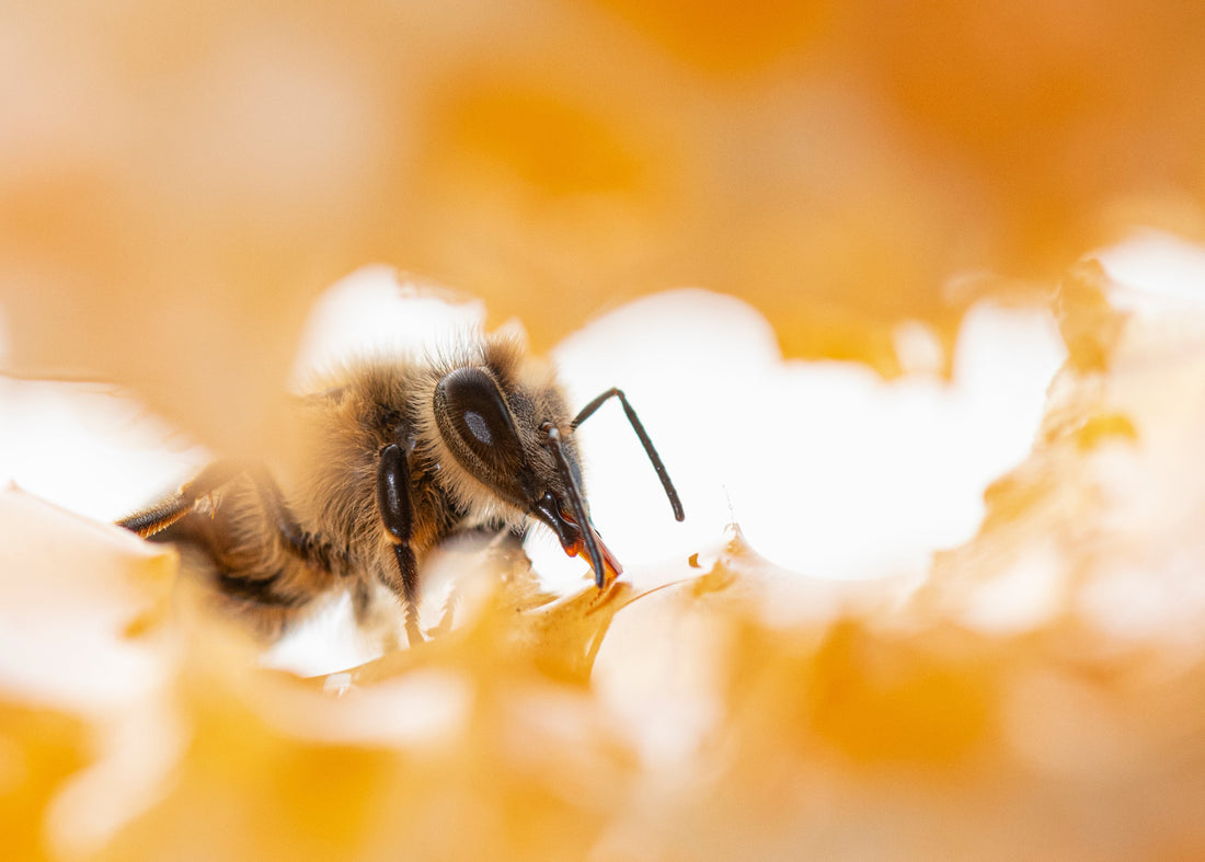 A Honeybee with its tounge out drinking honey