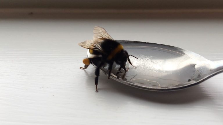 How do I rescue a bee?