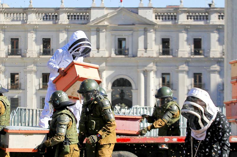 Chilean Beekeepers Battle For Better Conditions