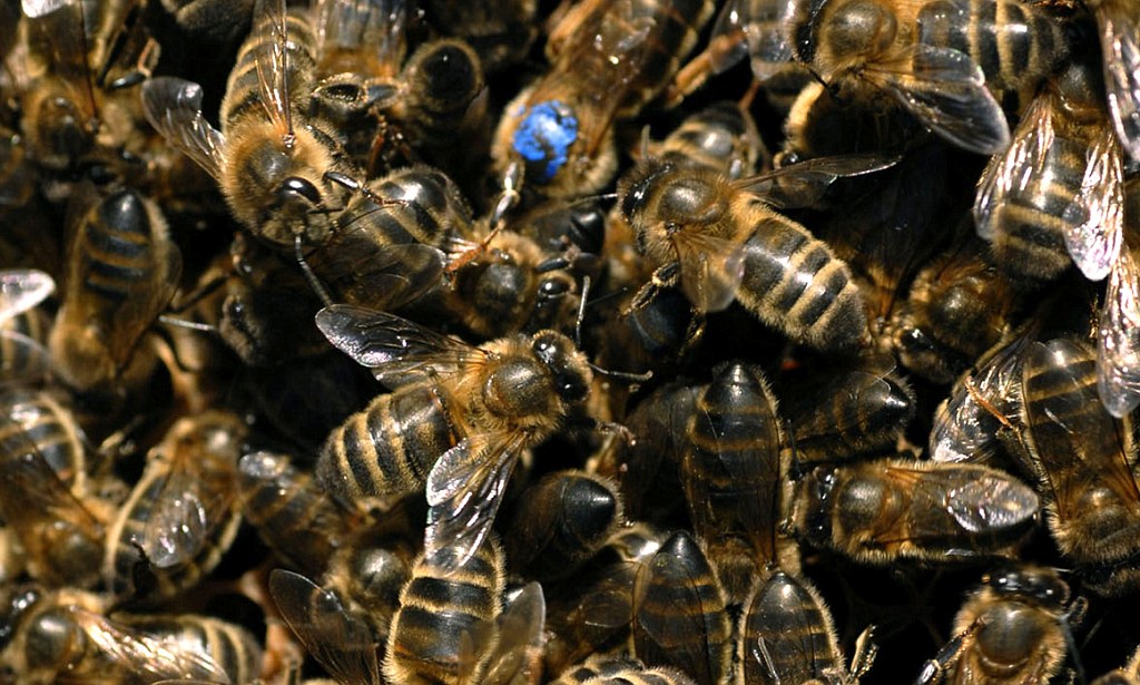 The British Black Bee and how to protect it