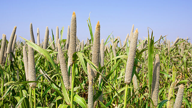 Pearl Millet, the new powerhouse of pollen.