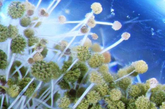 Bee Bread fungus, ESG, Honey bees