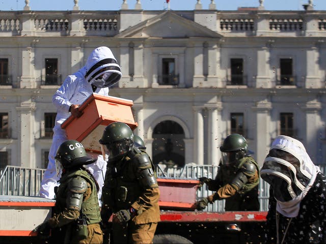 Chilean Beekeepers: The Struggle for Subsidisation