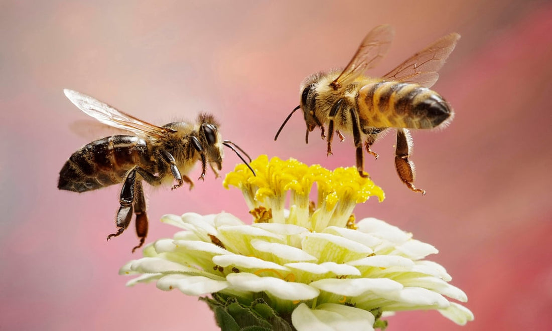 5 Ways Bees Benefit Human Health