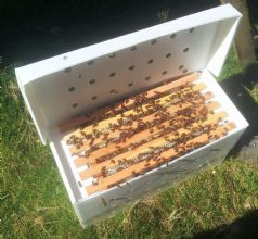 Bees for sale, nucs,
