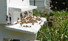 Pollinate your Field/Garden