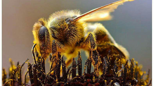 UK approves bee-killing pesticide