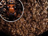 How Japanese honeybees defend themselves from 'murder hornets' by surrounding them and vibrating their bodies to 116 degrees to COOK them to death