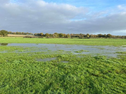 Fun Friday! - consisted of a soggy walk across two fields.