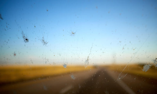Flying insect numbers plunge 64% since 2004, UK survey finds