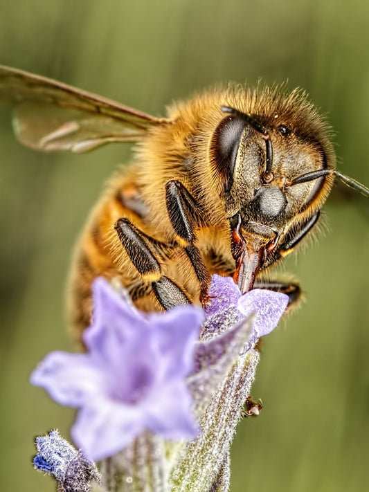 The science behind the Sustainable Farming Incentive (DEFRA)