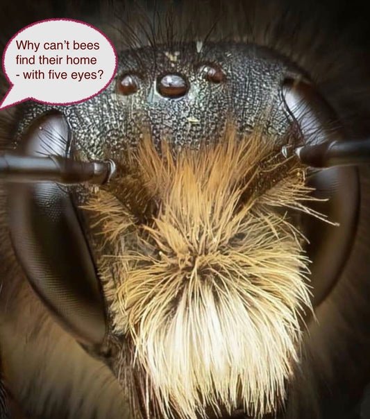 Why can't bees find their way home?