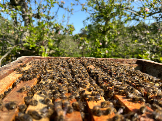A very picturesque days beekeeping