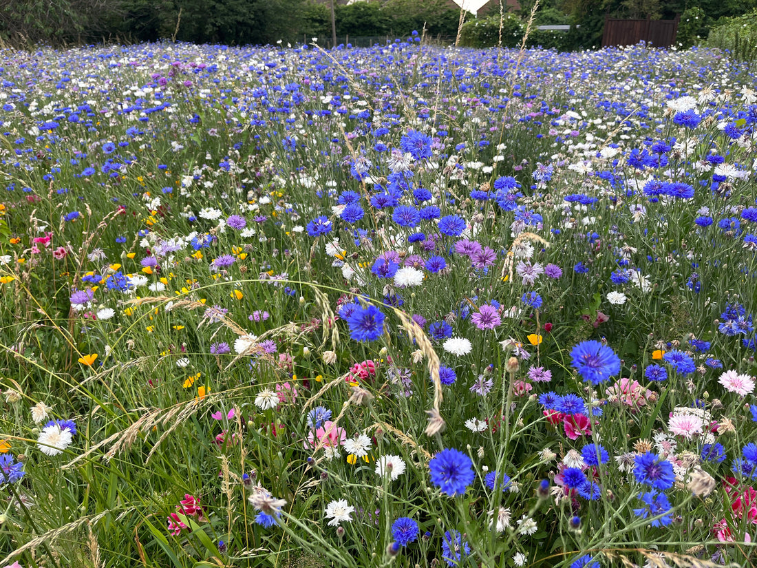 Bees on wildflowers in a European meadow, highlighting the importance of pollinator conservation