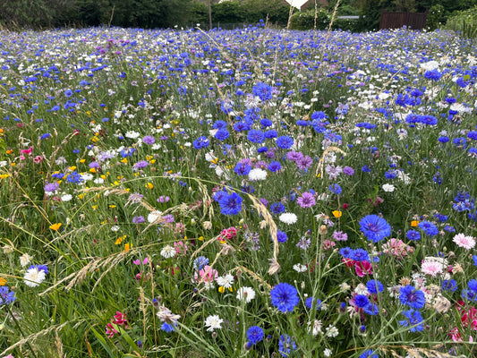 Bees on wildflowers in a European meadow, highlighting the importance of pollinator conservation