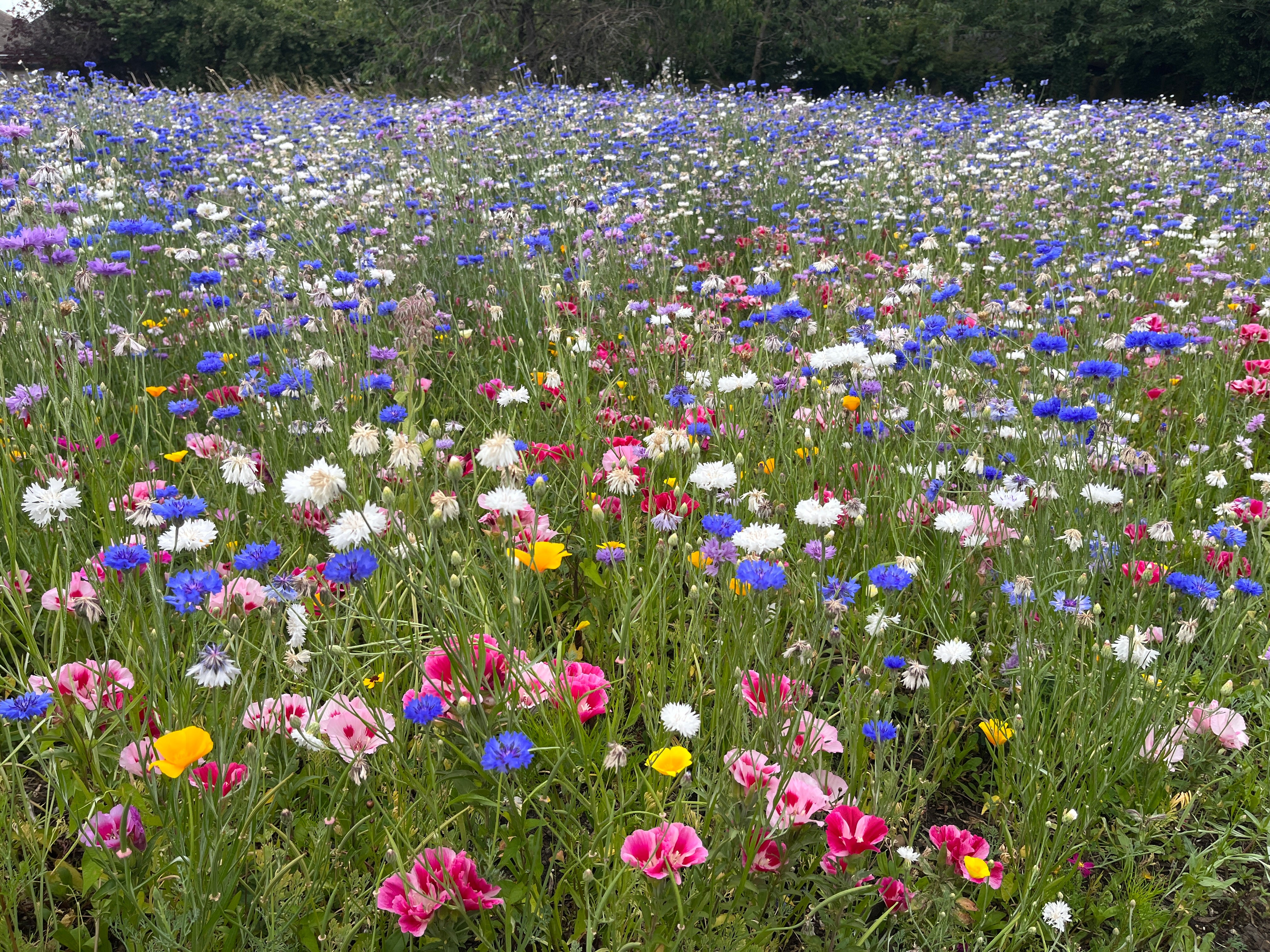 Interaction with insects accelerates plant evolution research finds ...