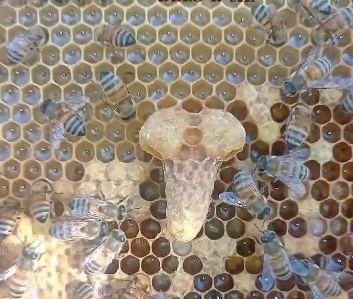 A honeybee queen cell surrounded by royal guard attendant worker bees inside a hive