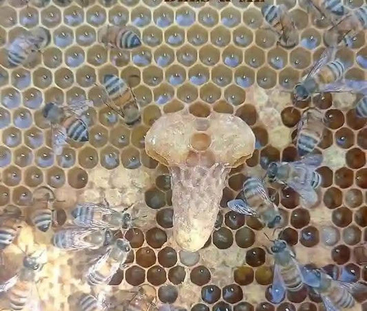 A honeybee queen cell surrounded by royal guard attendant worker bees inside a hive