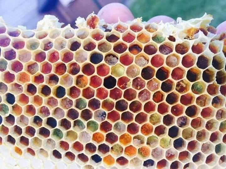 The Beauty of the Hive: Understanding Honeycomb and Bee Storage