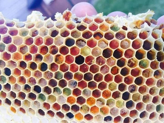 The Beauty of the Hive: Understanding Honeycomb and Bee Storage