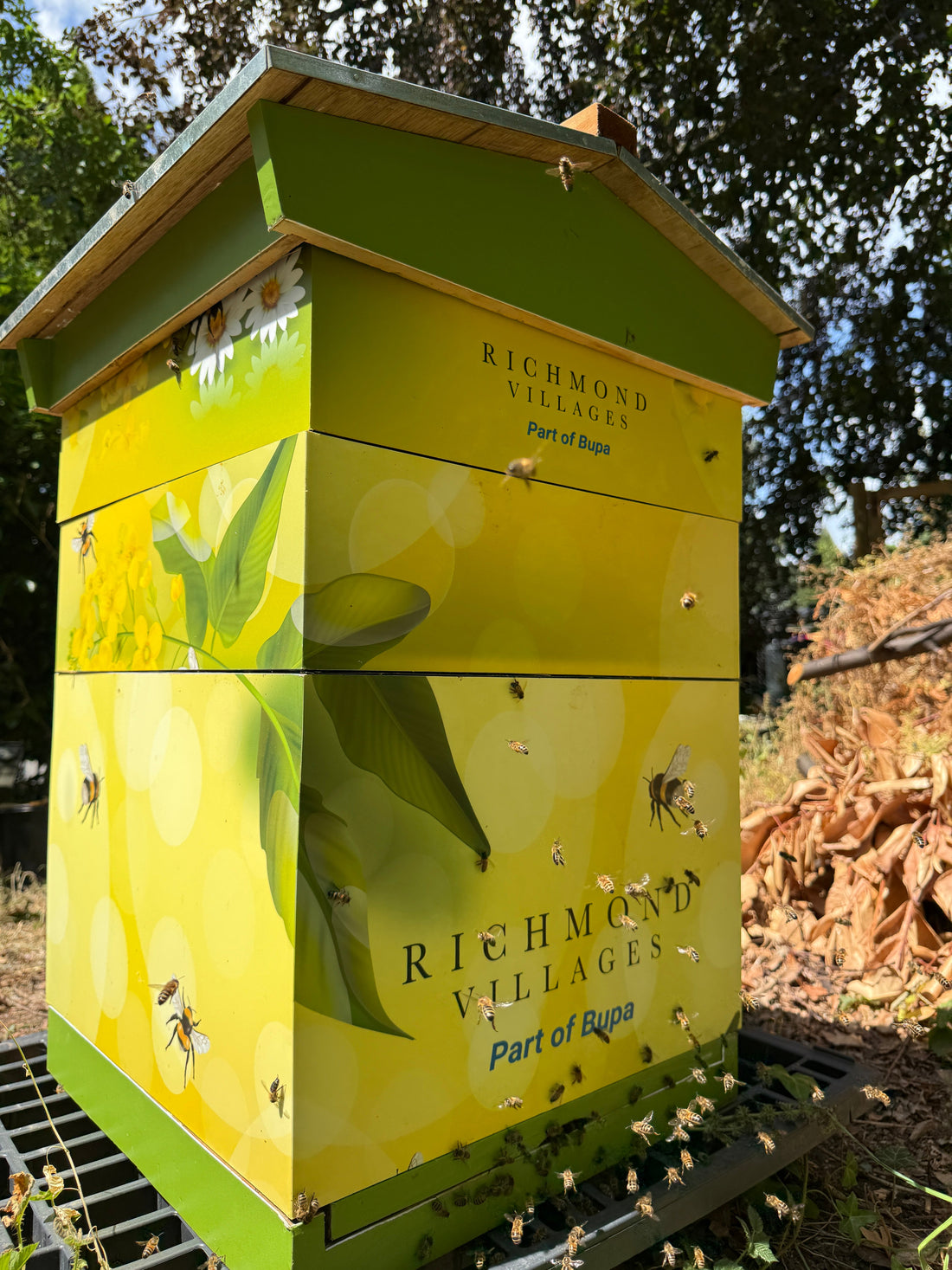 Managed beehive installed at Richmond Villages Nantwich care home, part of the Bupa family, by Bee Conservation