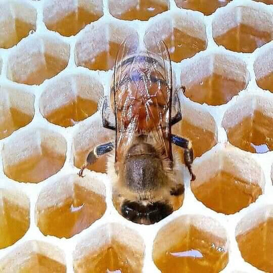 The Amazing Work of Bees Inside the Honeycomb