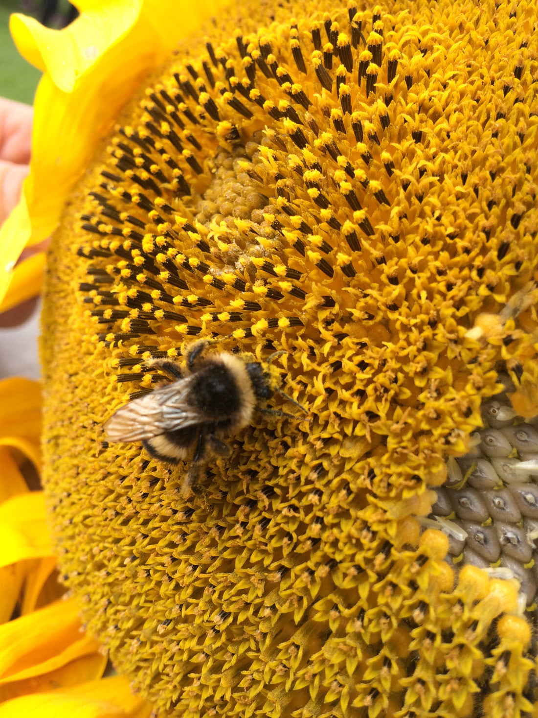 ESG, bumble bees,  Beehive rental 