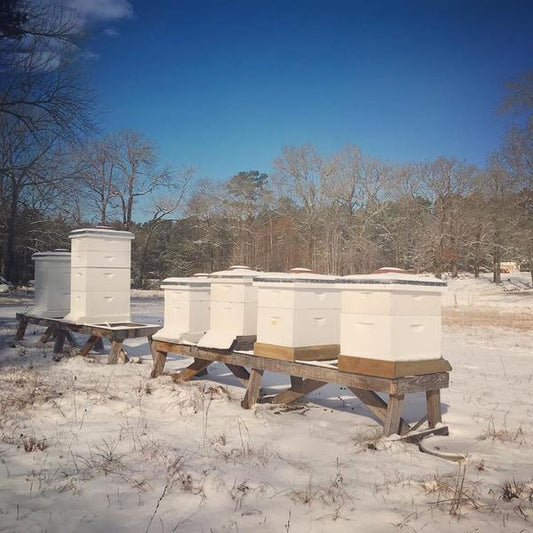 Bees & Snow