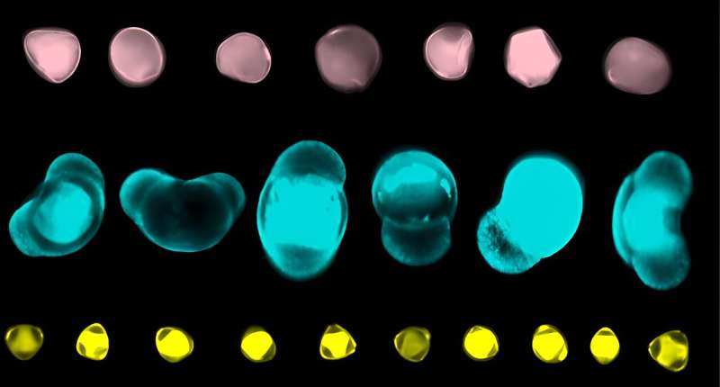 Artificial intelligence could help build pollen jigsaw of present and ancient flora.