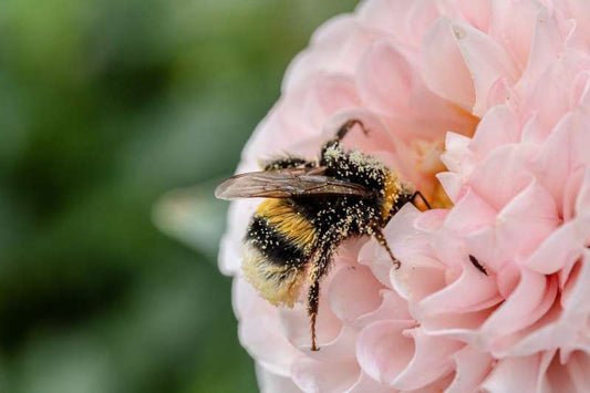 A honey bee foraging on a flower