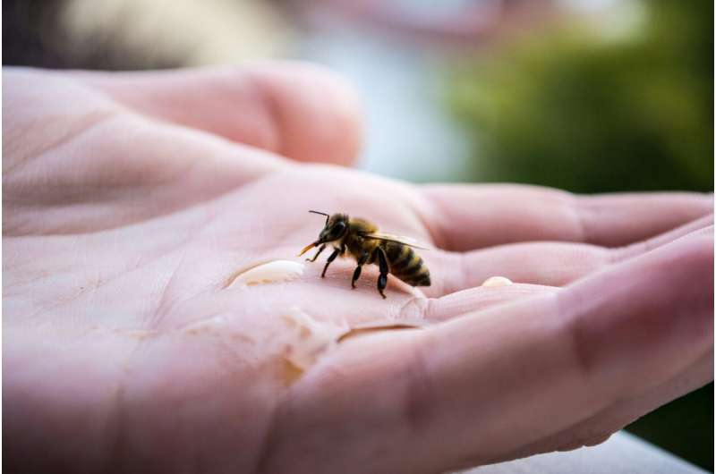 Close-up of a bee resting on a human hand, illustrating the importance of bee conservation