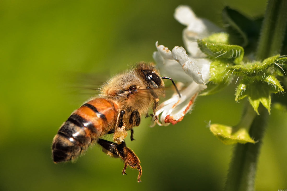 How is the honey we buy affected by climate change?