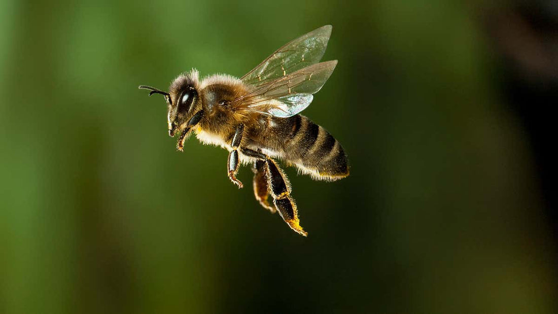 How are bees helping science?