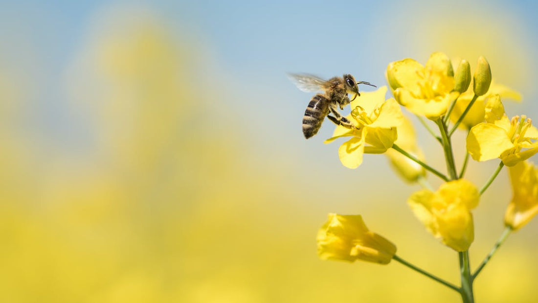 5 Ways Climate Change Is Impacting Bees
