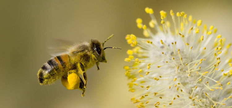 How can the green energy industry help bees?