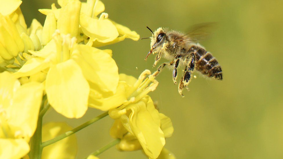 How effective are bees as pollinators?