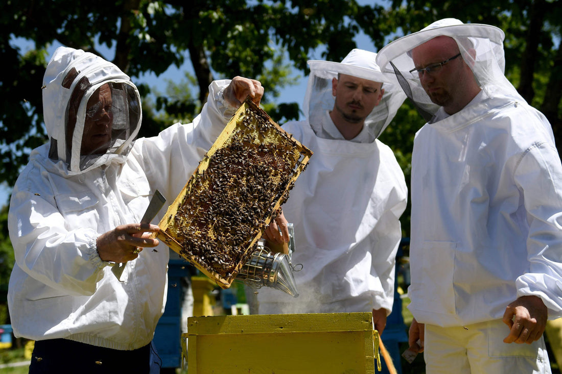 How can bees benefit our wellbeing during times of crises?