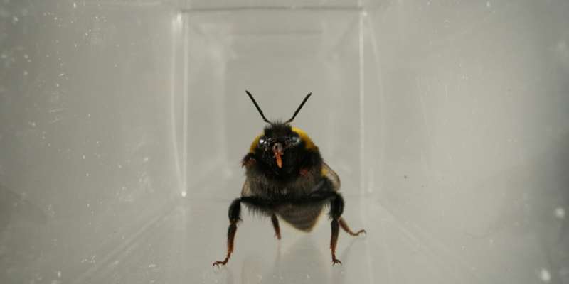 Bumblebee showing facial expression-like mouth movements