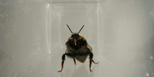 Bumblebee showing facial expression-like mouth movements